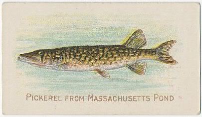 80 Pickerel from Massachusetts Pond